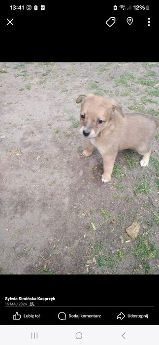Oddam za darmo pieski