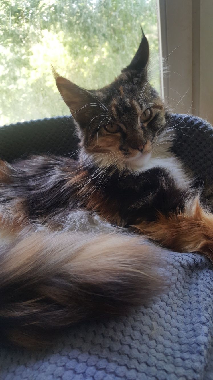 Tricolorka Maine Coon