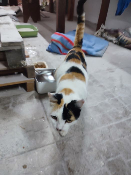 Gata para adoção responsável - Paredes, Porto