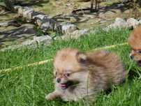 Szpic miniaturowy-Pomeranian Pies