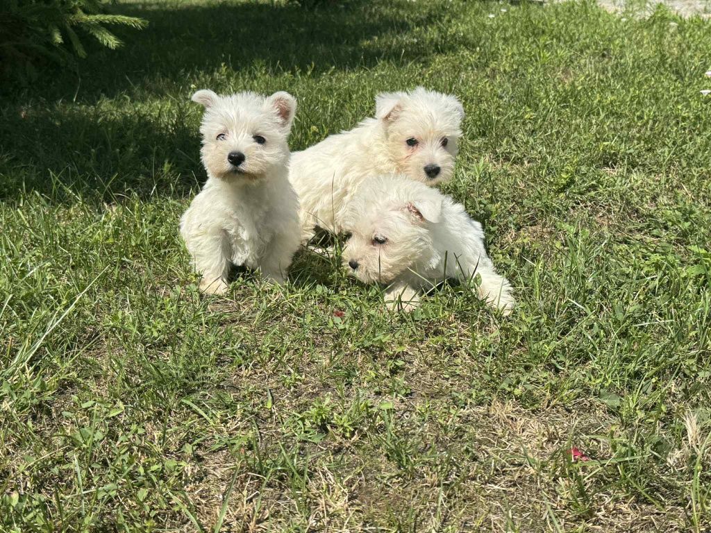 Suczka West Highland Terrier