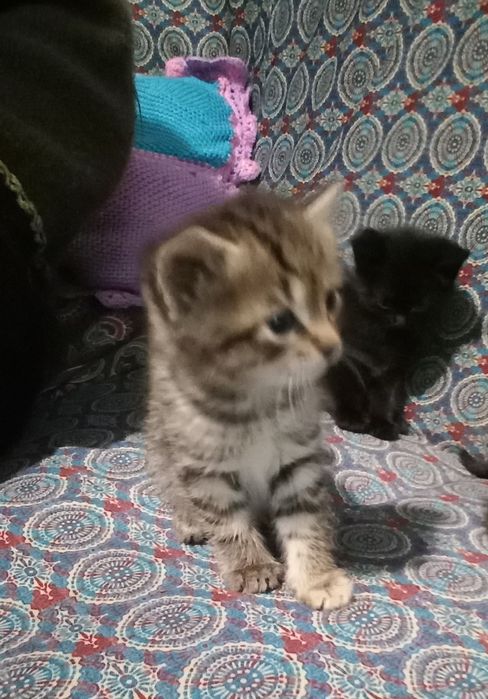 Адольф, Багіра, Васьок і компанія шукають родину!