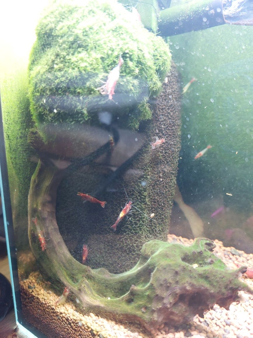 Krewetki Red  krewetkarium zestaw akwarium