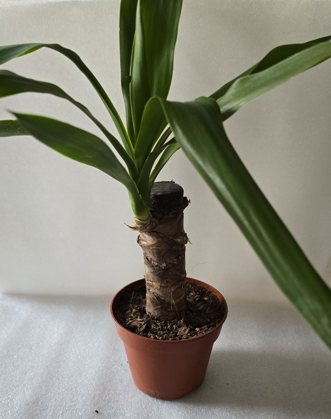 Yucca yuka juka roślina doniczkowa