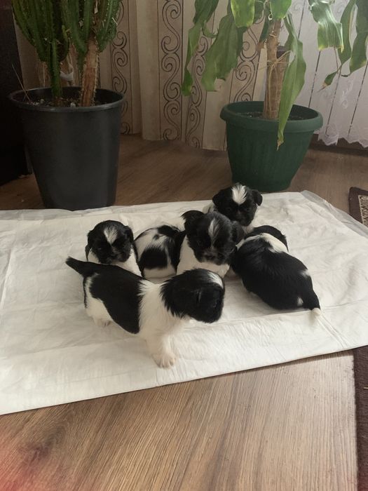 Pieski Shih Tzu o barwie Bicolor