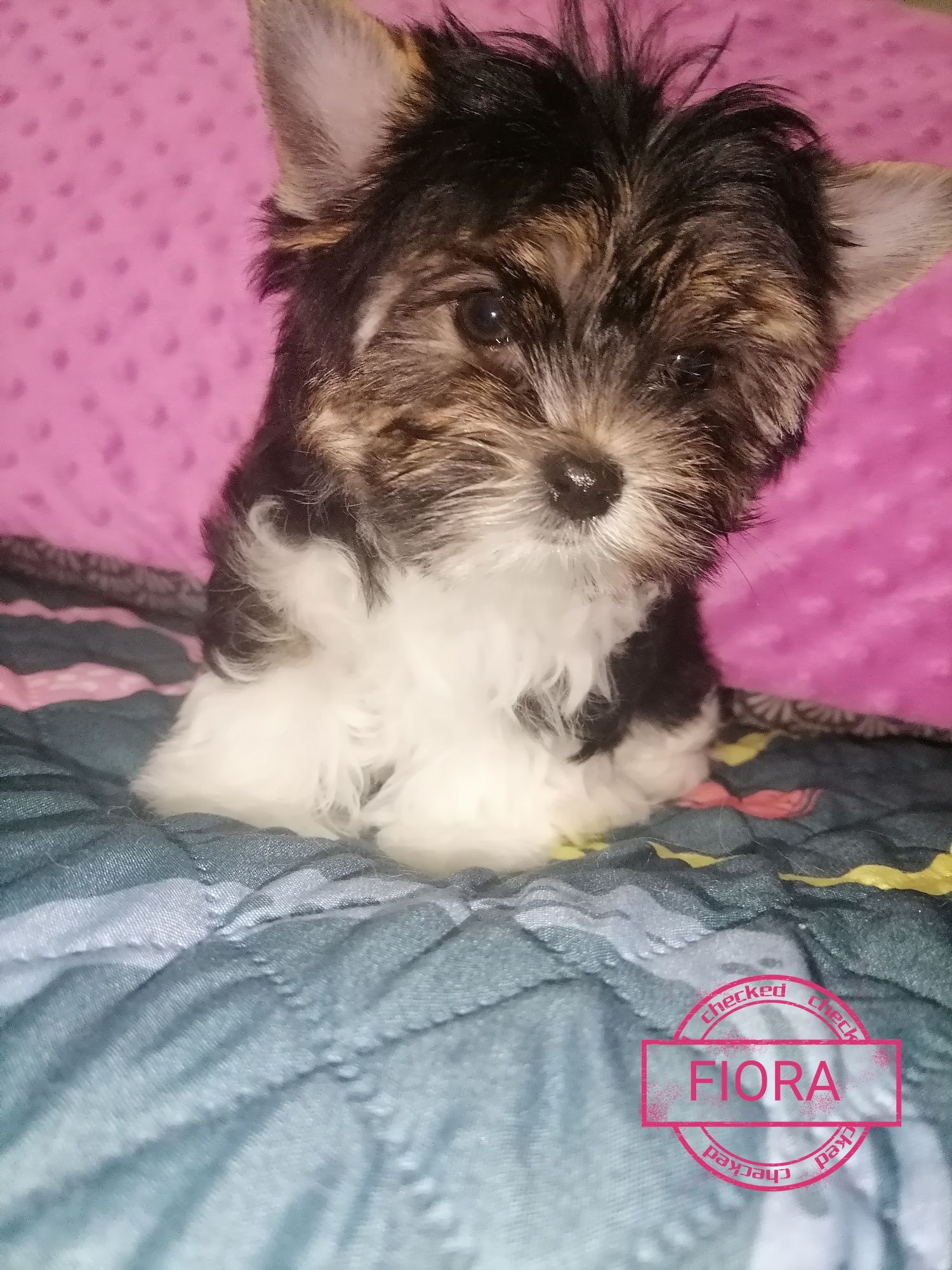 Suczka Fiora Yorkshire Terrier Biewer