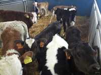 Cielaki, Mięsne  Jałówki HF na krowę, RW mleczne, dowóz raty