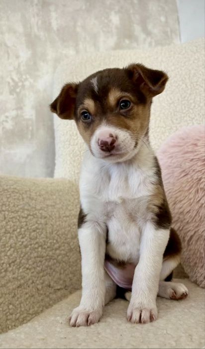 Meninas Porte Pequeno/Médio (10kg)