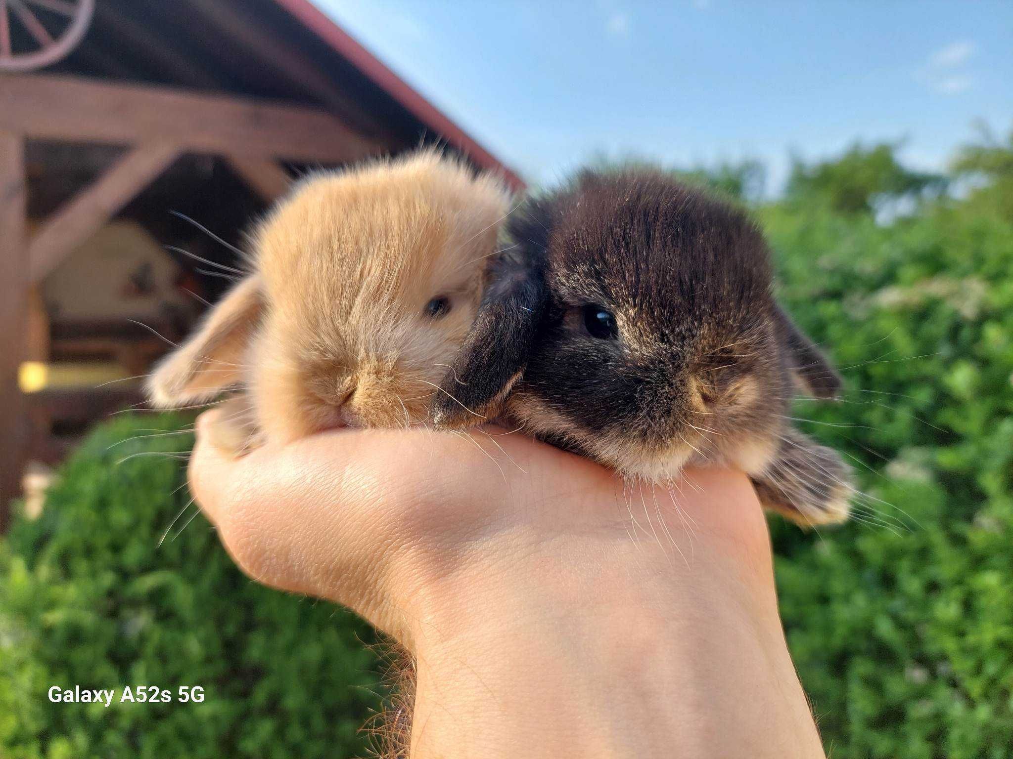 Mini lop karzełek Teddy hodowla zarejestrowana