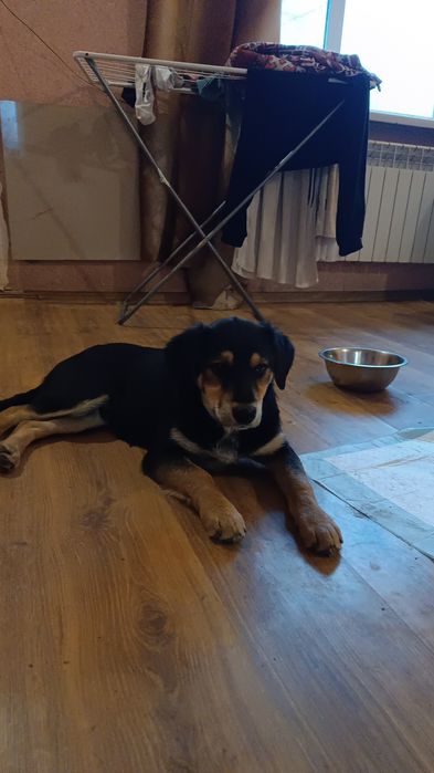 Щеня в добрі руки