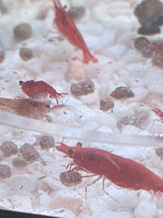 Ампулярия улитка аквариумная