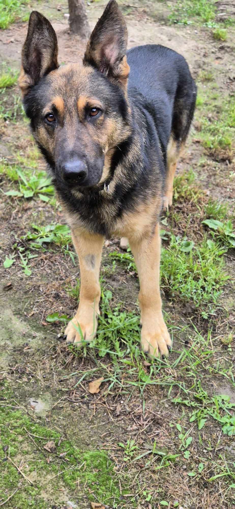 Piesek około 1.5 roku