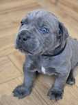 Pies CANE CORSO Italiano FCI po Championach
