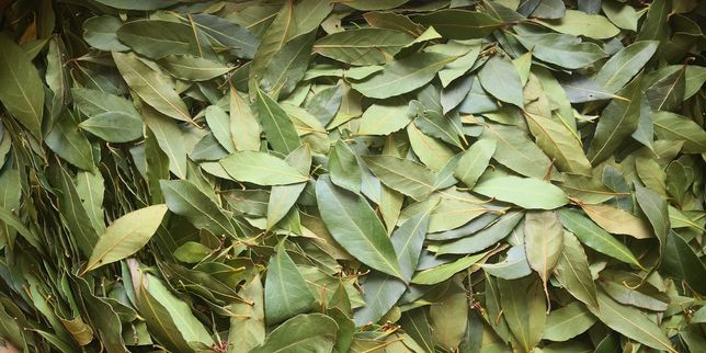 Folhas de loureiro - Bragança