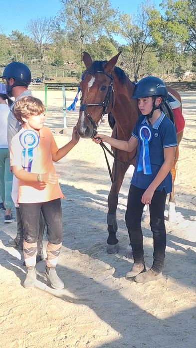 Cavalo lusitano castrado