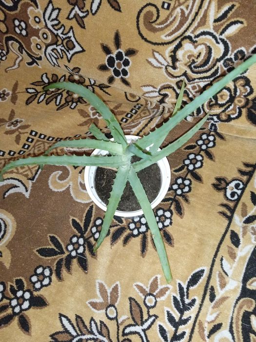 Алое лекарственный и другие