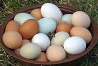 Домашні курячі, перепелині яйця. Куринные, перепелиные яйца