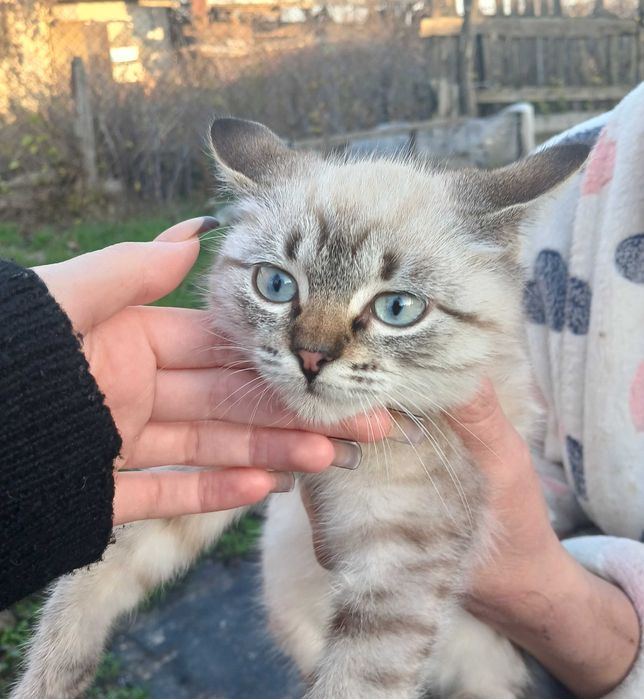 Віддамо кошенят в добрі руки