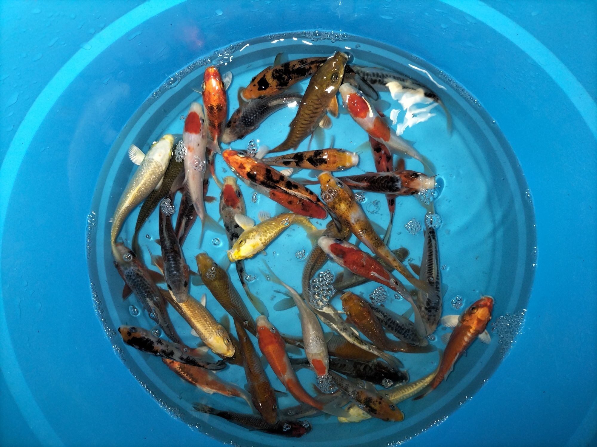 Carpas Koi  + 15 cm
