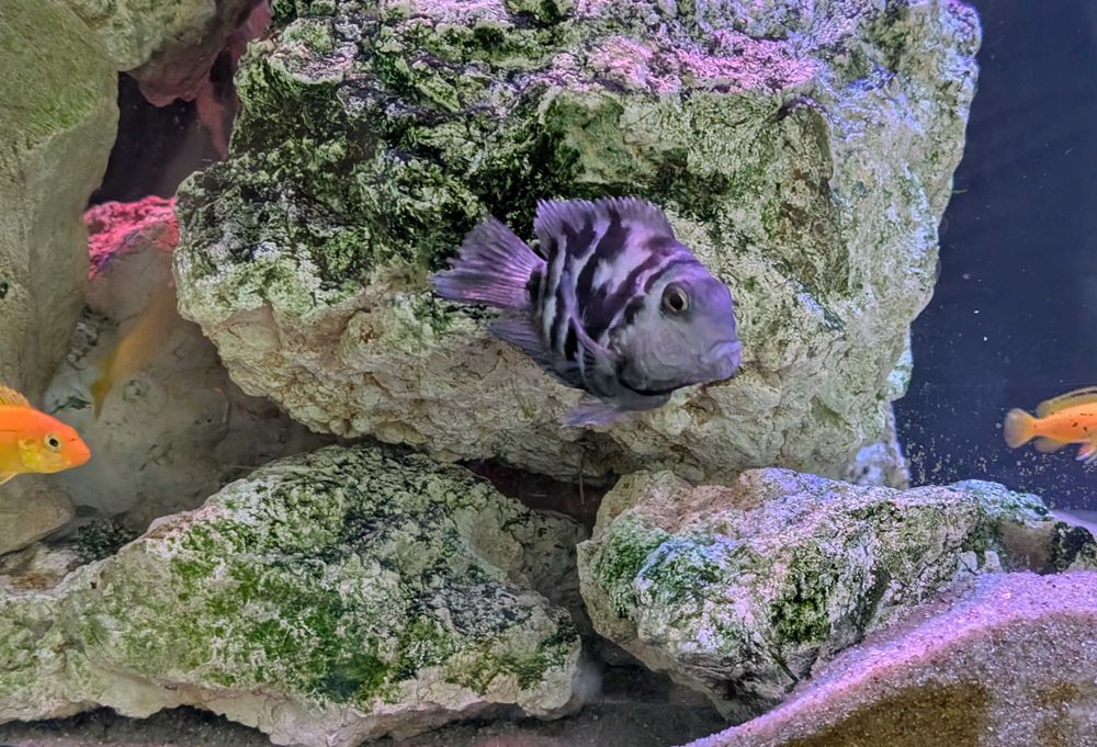 Pielęgnica papuzia Blue Tiger