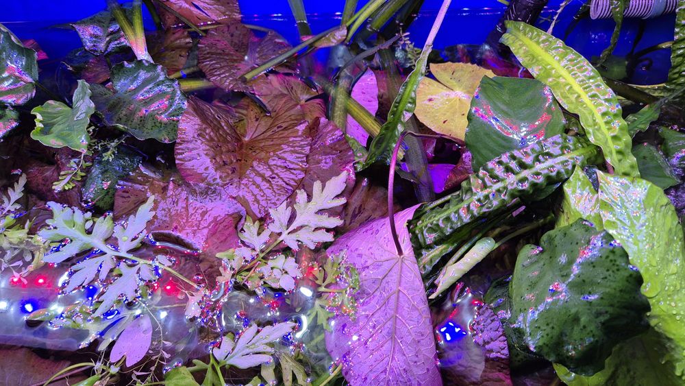 Rośliny akwariowe Limnophilia, Rotala, Bakopa, Kryptokoryny, Lotos