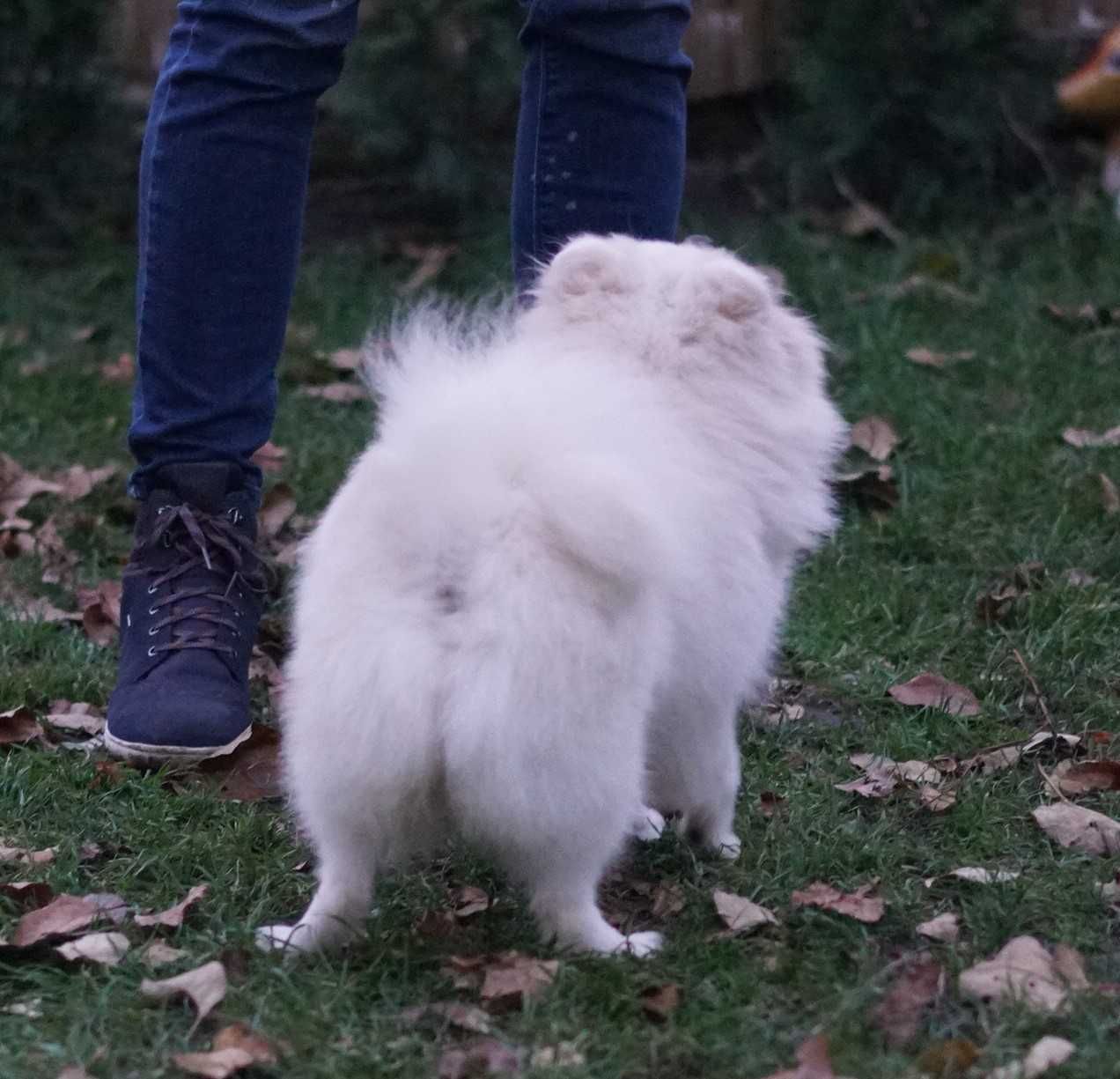 Две подрощенных самочки German Spitz в нарядных окрасах