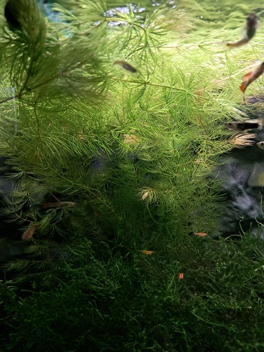 Rogatek roślinka do akwarium łodyg 15 cm