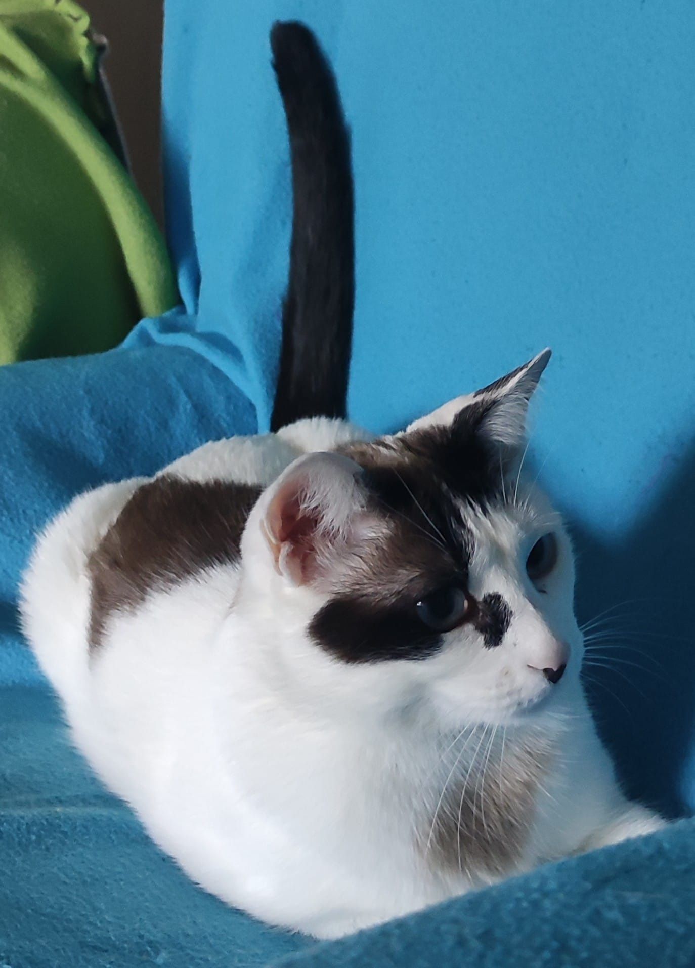 Ofereço gatinha linda