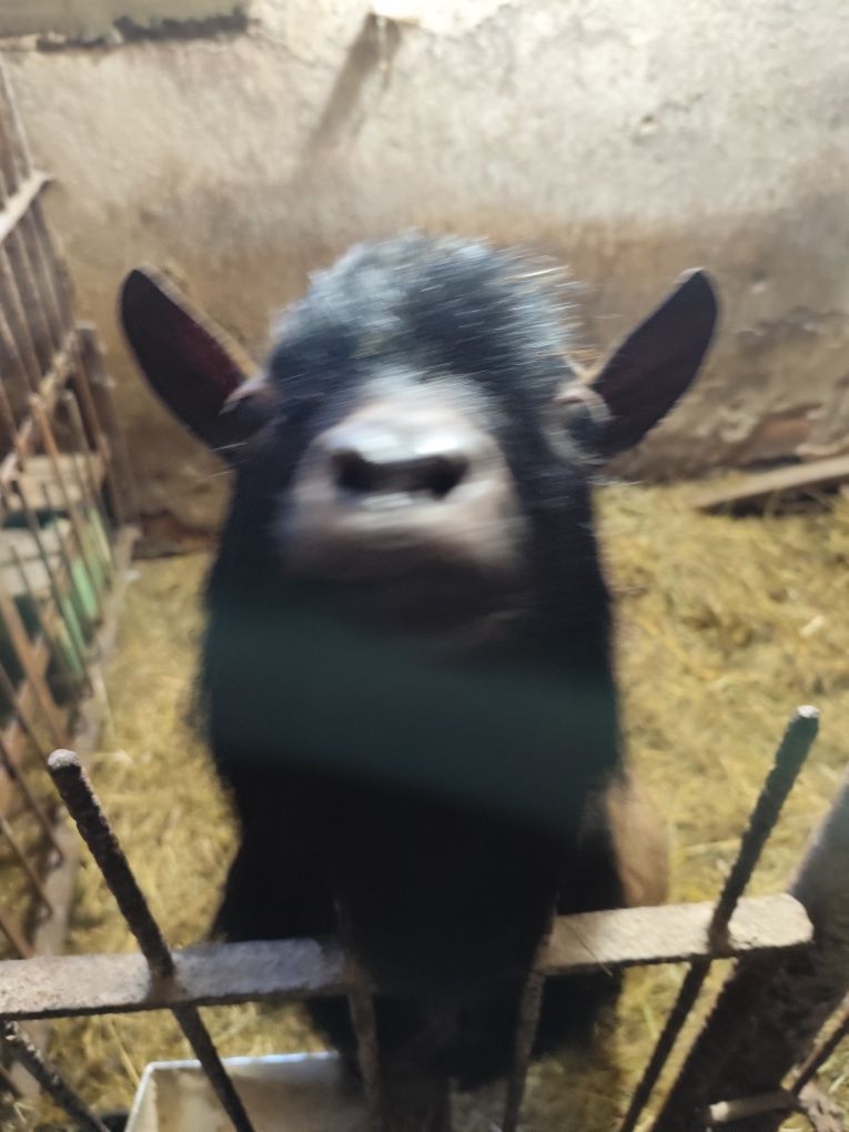 Kozy Sprzedam capka i kozę