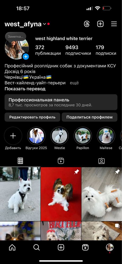 Вест хайленд вайт терʼєри з документами КСУ
