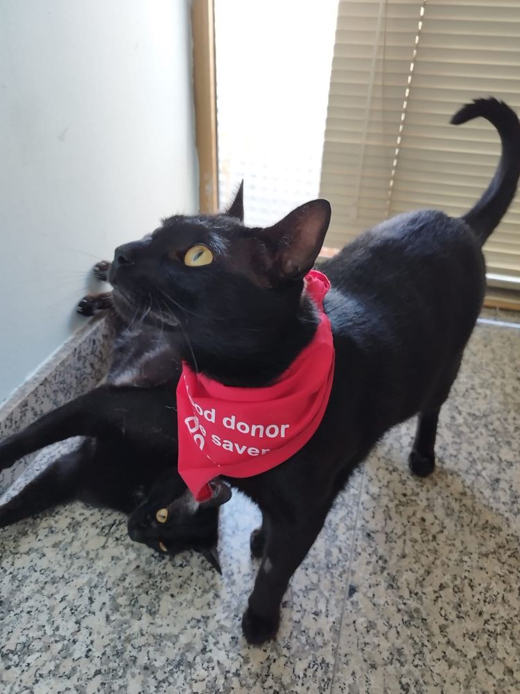 Smokey e Pantera para adoçao responsavel