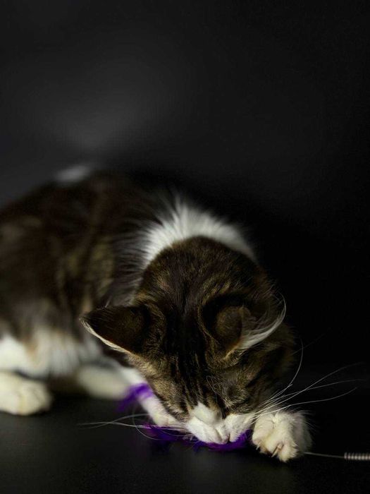 Мейн-кун дівчинка з документами, вакцинами та доставкою по Україні