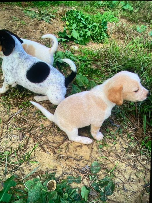 Caezinhos e cadelas para doar