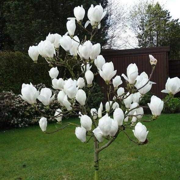 Магнолія Рододендрон Гортензія Сакура Катальпа Півонія Жимолость Ківі