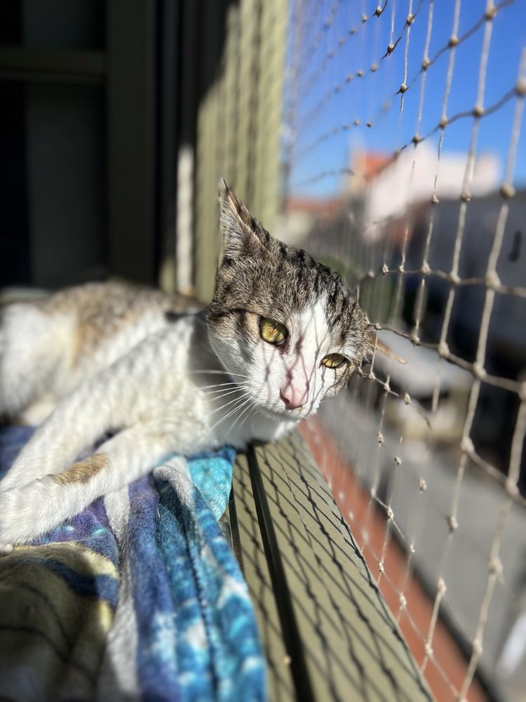 Czereśniak // kocurek do adopcji, oddam kota