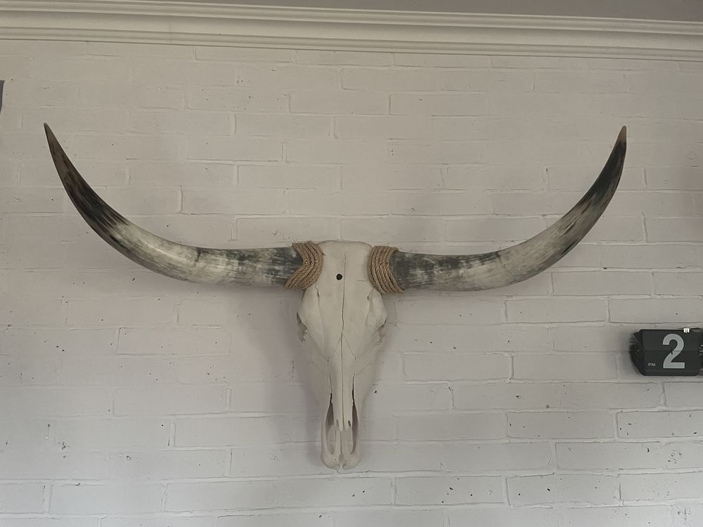 Texas Longhorn rogi czaszka duże poroże byk oryginał 124 cm