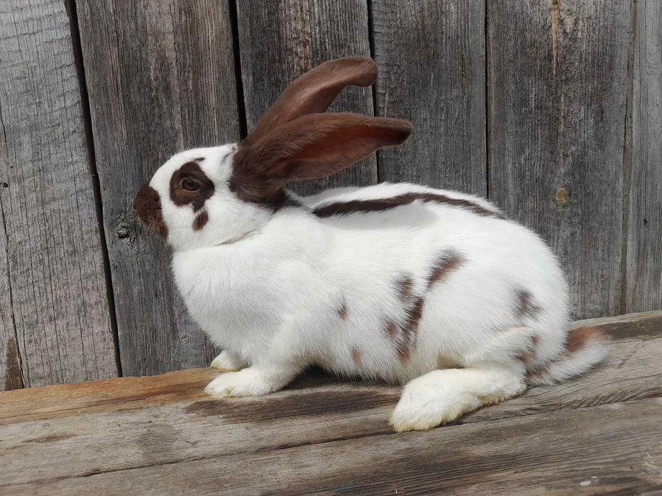 Продам кролі породи строкач