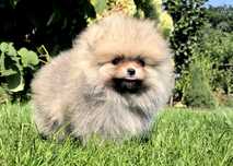 Szpic miniaturowy BOO Pomeranian ZKwP FCI