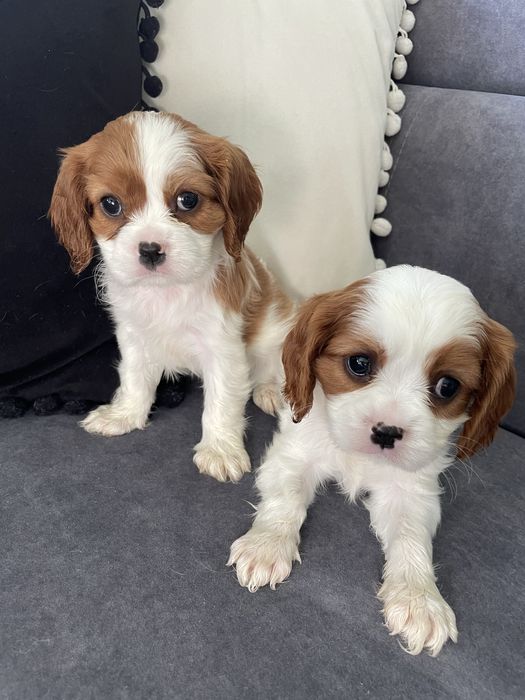 Suczka blenheim Cavalier King Charles Spaniel