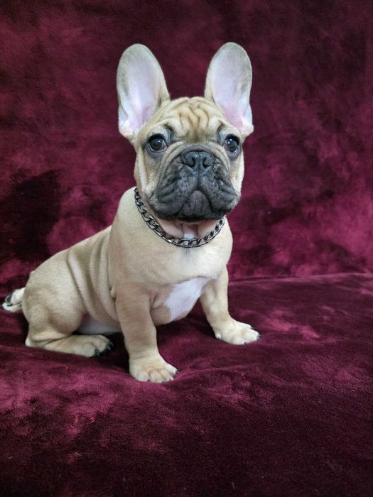 Французького бульдога  Французский бульдог