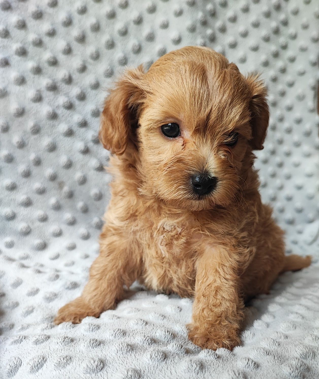 Maltipoo chłopiec F1