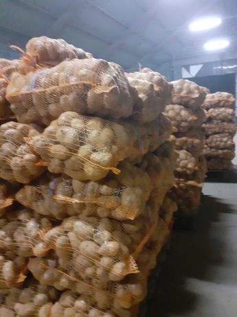 Ziemniaki odpadowe paszowe Paszkówka