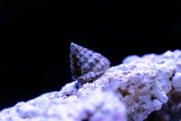 Ślimak Turbo bruneus – naturalny pogromca glonów do akwarium morskiego