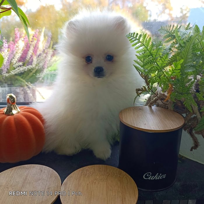 Przecudny miś pomeranian