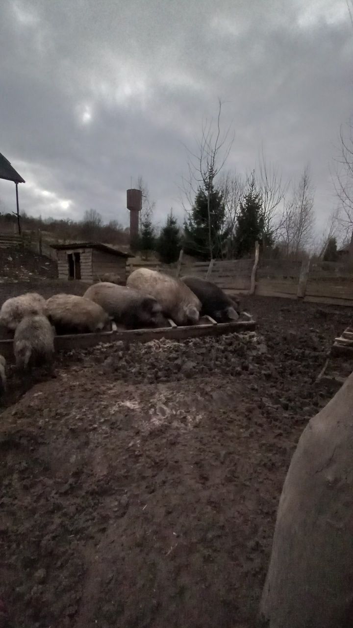 Продаються свині породи "Мангали"