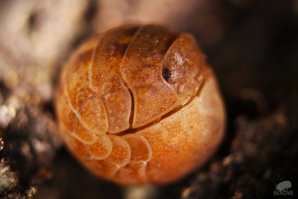 Helleria brevicornis “Elba”, NAJWIĘKSZE lądowe równonogi na świecie