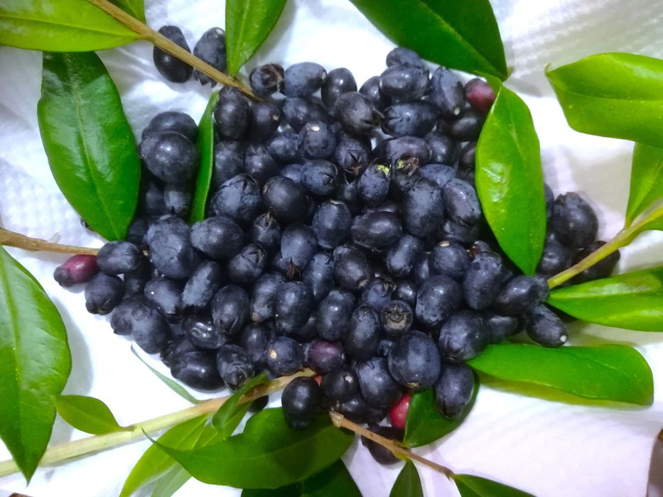 Murta - Myrtus communis