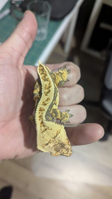 Gekon orzęsiony, samica