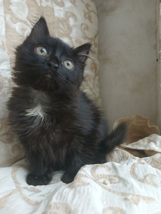 Отдам котенка в добрые руки!