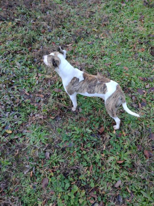 Młoda suczka w typie amstaffa pilnie szuka domu!!!